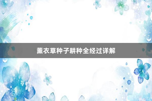 薰衣草种子耕种全经过详解